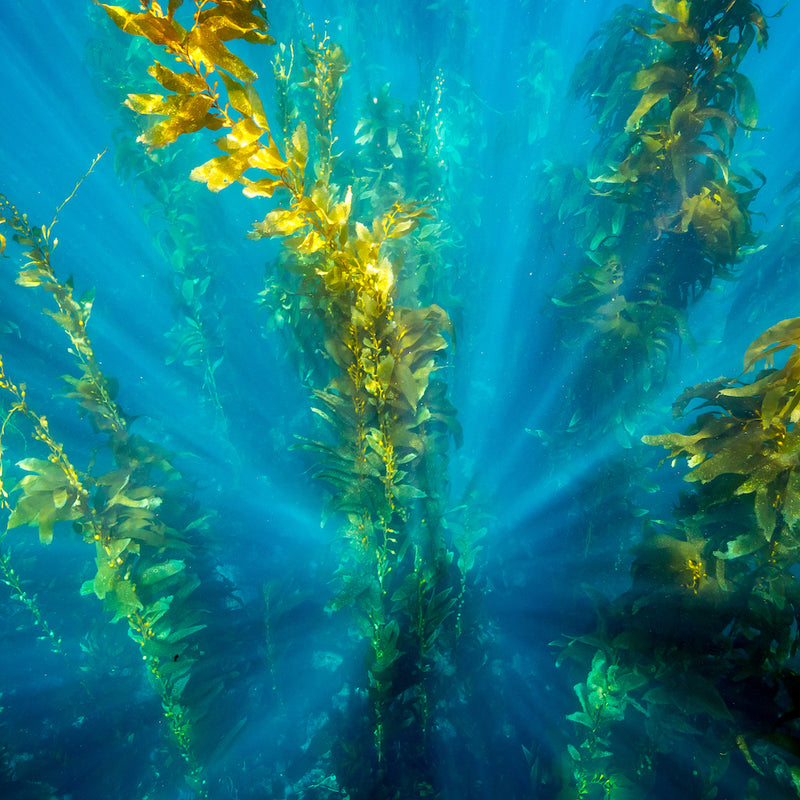 Jod kelp alge wasser ozean