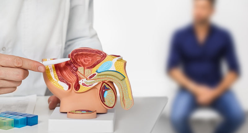 Arzt zeigt anhand eines Anatomie Modells die Prostata