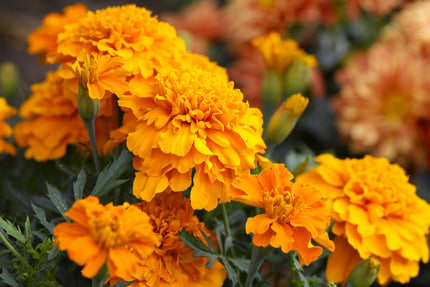 Studentenblume