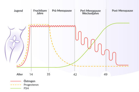 Meno-Komplex oder Post-Meno-Komplex: Diagramm mit den Phasen der Wechseljahre