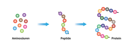 Darstellung der Bildung eines Proteins aus Aminosäuren