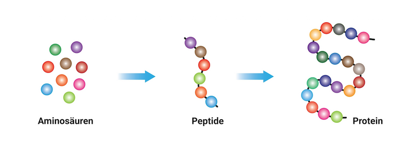 Schema Aufbau Protein aus Aminosäuren