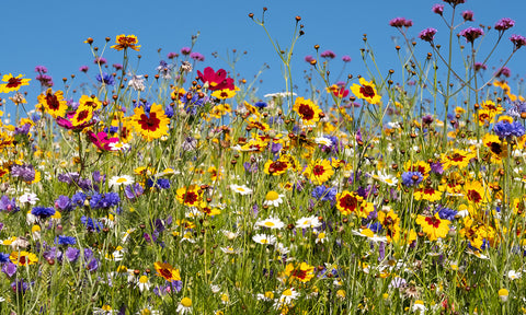 Eine Blumenwiese voller blühender Pflanzen und Pollen