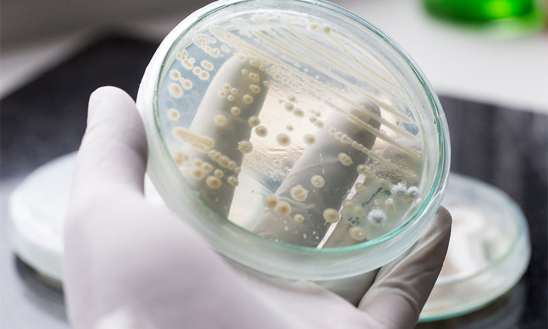 Hefepilze im Darm: 6 wichtige Fragen zum Candida-Darmpilz