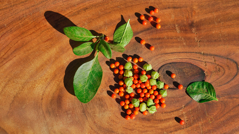 Ashwagandha: Wirkung und Tipps zur Anwendung