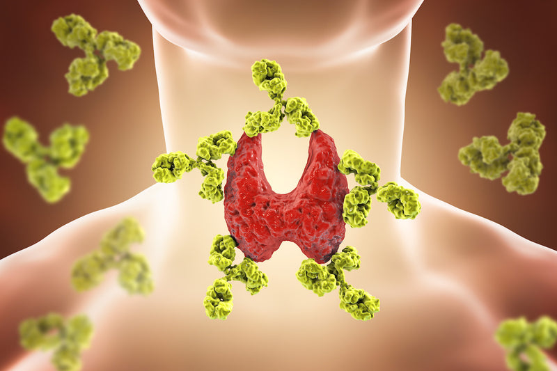 Hashimoto-Thyreoiditis: Darstellung der Schilddrüse und umgebende Antikörper