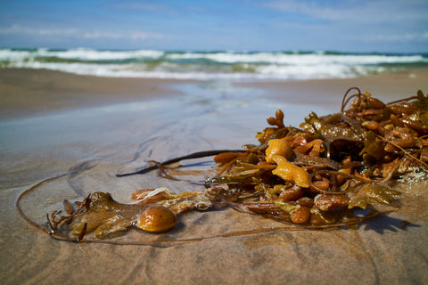 Ein paar Algen am Strand
