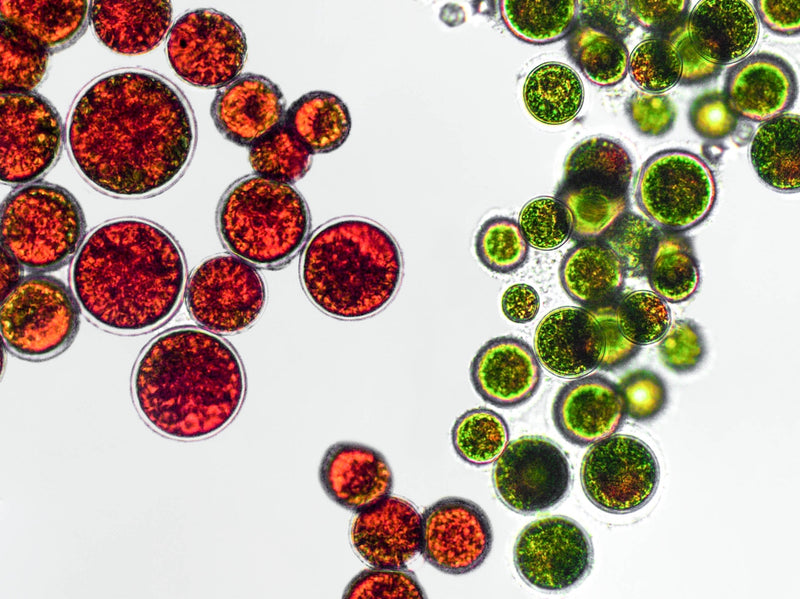 Astaxanthin Wirkung: Alge Haematococcus Pluvialis mit Astaxanthin