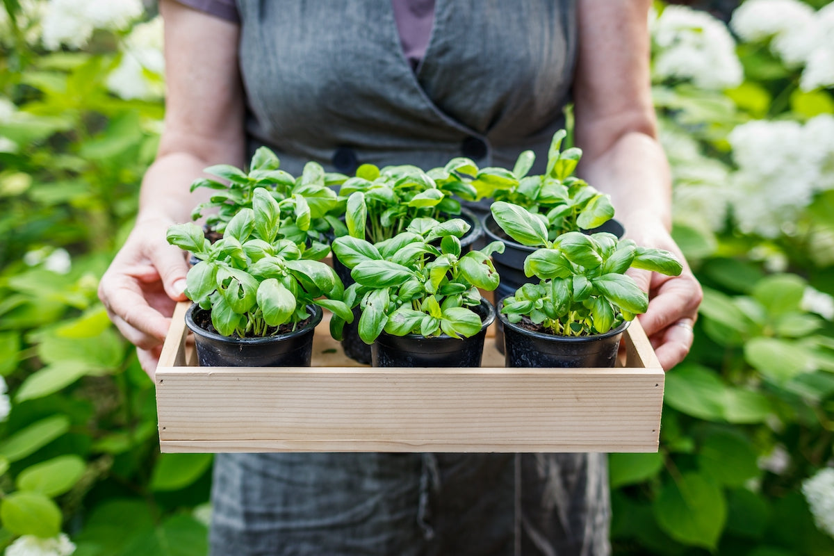Person hält Kiste mit selbstangebautem Basilikum