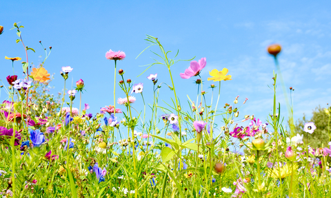 bunte Blumenwiese