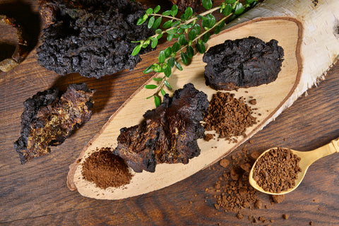 Adaptogene: Chaga als Pilz und als Pulver