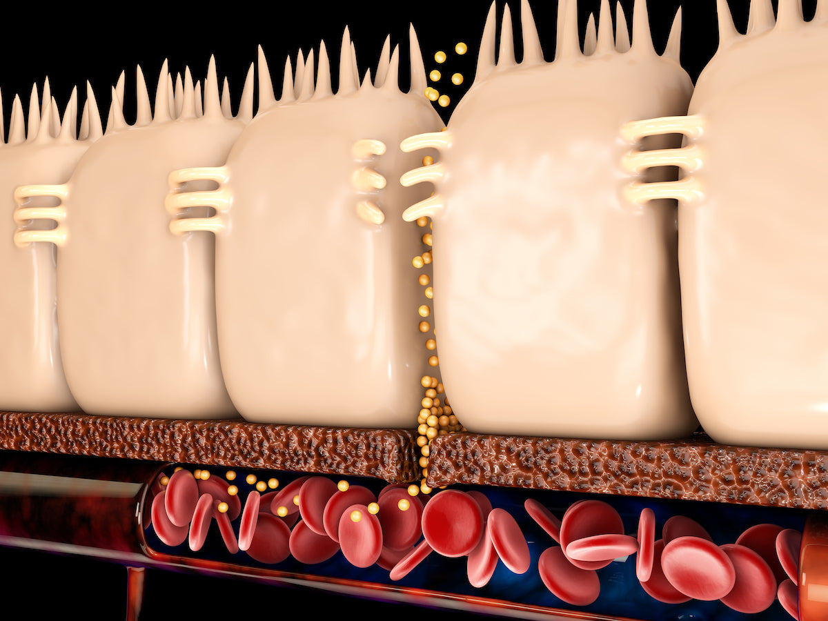 Schematische Darstellung der löchrigen Stellen in der Darmschleimhaut beim Leaky-Gut-Syndrom