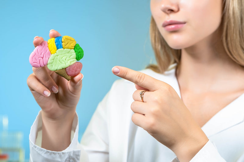 Gesunde Gewohnheiten: Frau zeigt Modell eines Gehirns