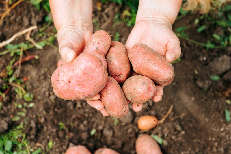 Person hält Kartoffeln in den Händen