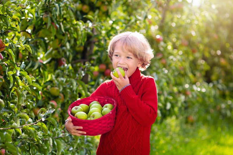 Ein kleines Kind mit einem Korb grüner Äpfel unter dem Arm beißt von einem Apfel ab