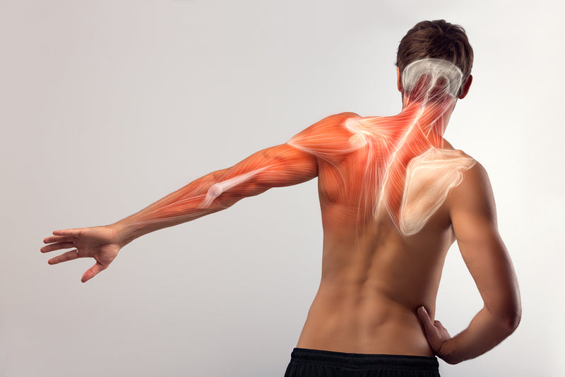 Muskelkrampf anatomie