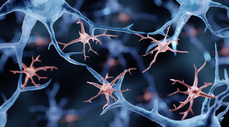 Bild von Nervenzellen