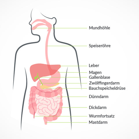 Anatomie Verdauungssystem des Menschen