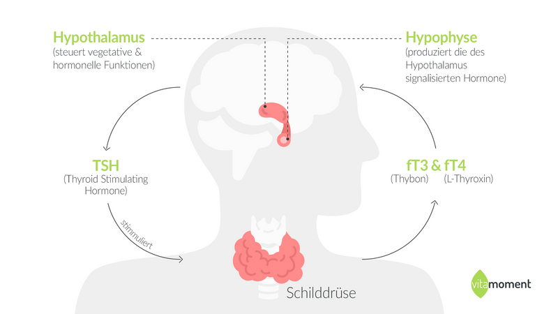 Vitamoment schilddruesen grafik