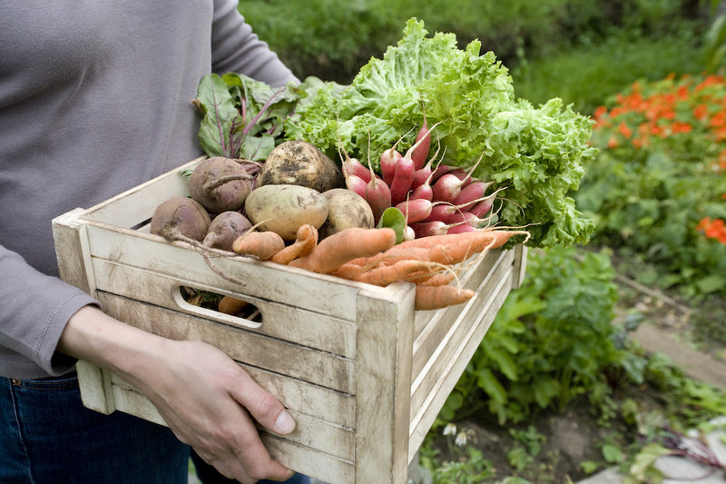 Wintergemüse: Person steht im Garten und hält eine Kiste mit verschiedenen Gemüsesorten in den Händen