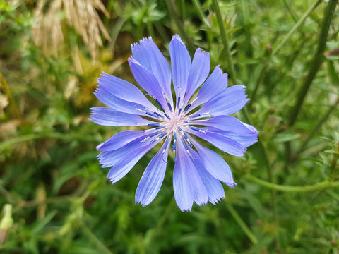 Blüte der Zichorien-Pflanze