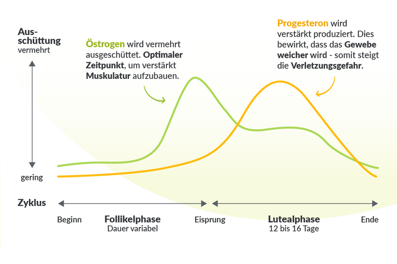Abbildung zur Ausschüttung von Östrogen und Progesteron im weiblichen Zyklus