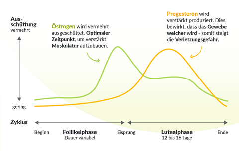 Progesteronmangel: Grafik Hormonschwankungen während des Zyklus