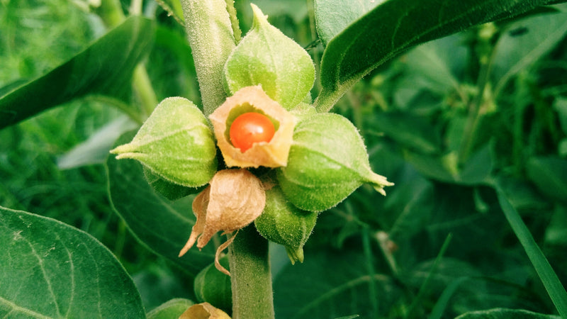 Immunsystem stärken: Ashwagandha Pflanze