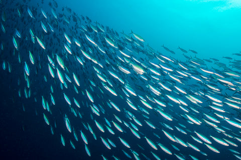 Fischöl vs. Algenöl: Fische im Meer