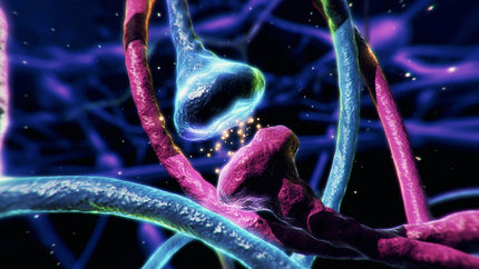 Hormone: Darstellung von Neuronen und Botenstoffen im Gehirn