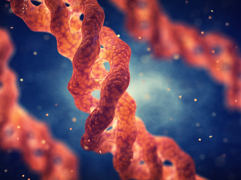 Was ist Kollagen: Modell der Kollagen-Helix