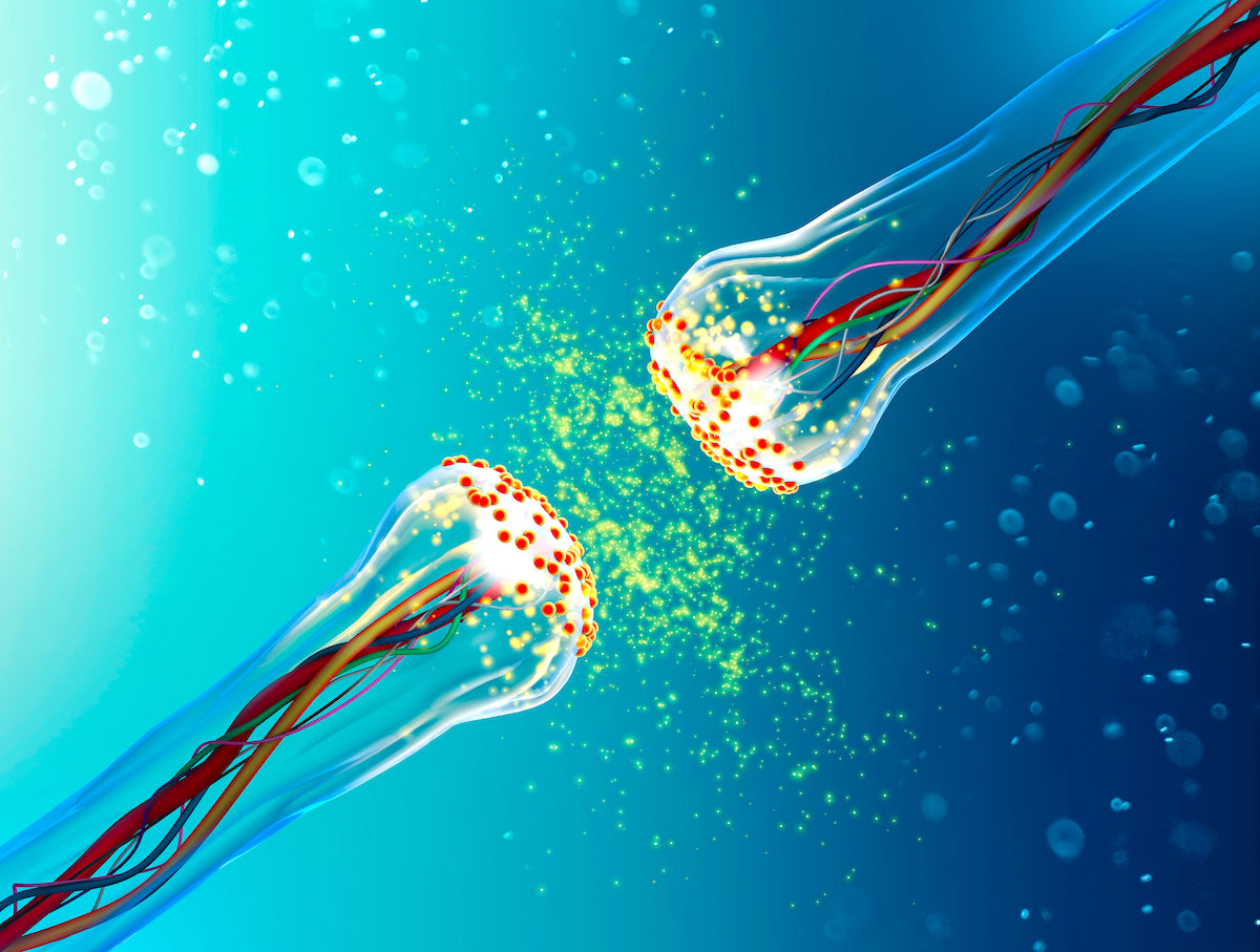 Erregungsleitung an den Synapsen