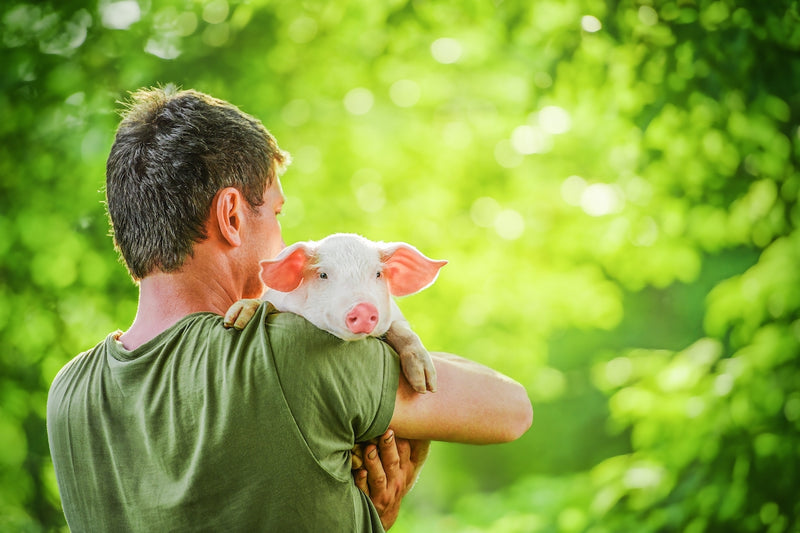 Pflanzliches oder tierisches Protein: Mann hält ein Schwein auf dem Arm