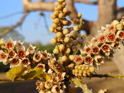 Weihrauch-Baum (boswellia serrata)