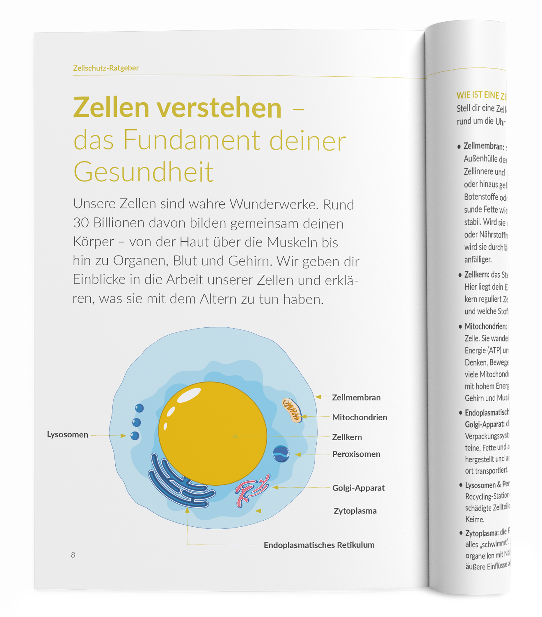 Zellschutz-Ratgeber (Q10) - VitaMoment Produkt