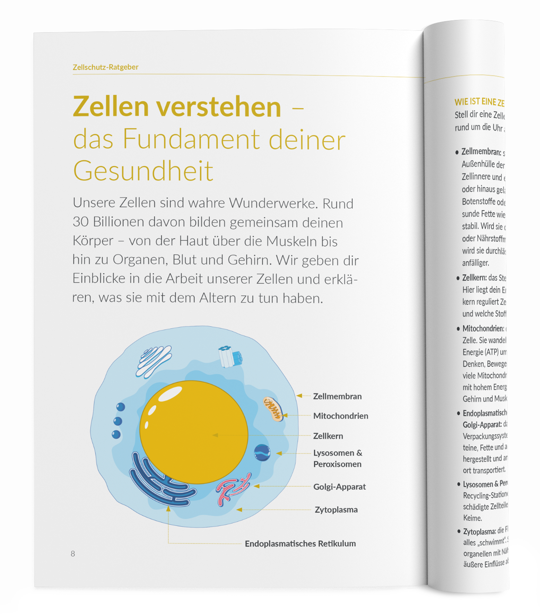 Zellschutz-Ratgeber - VitaMoment Produkt