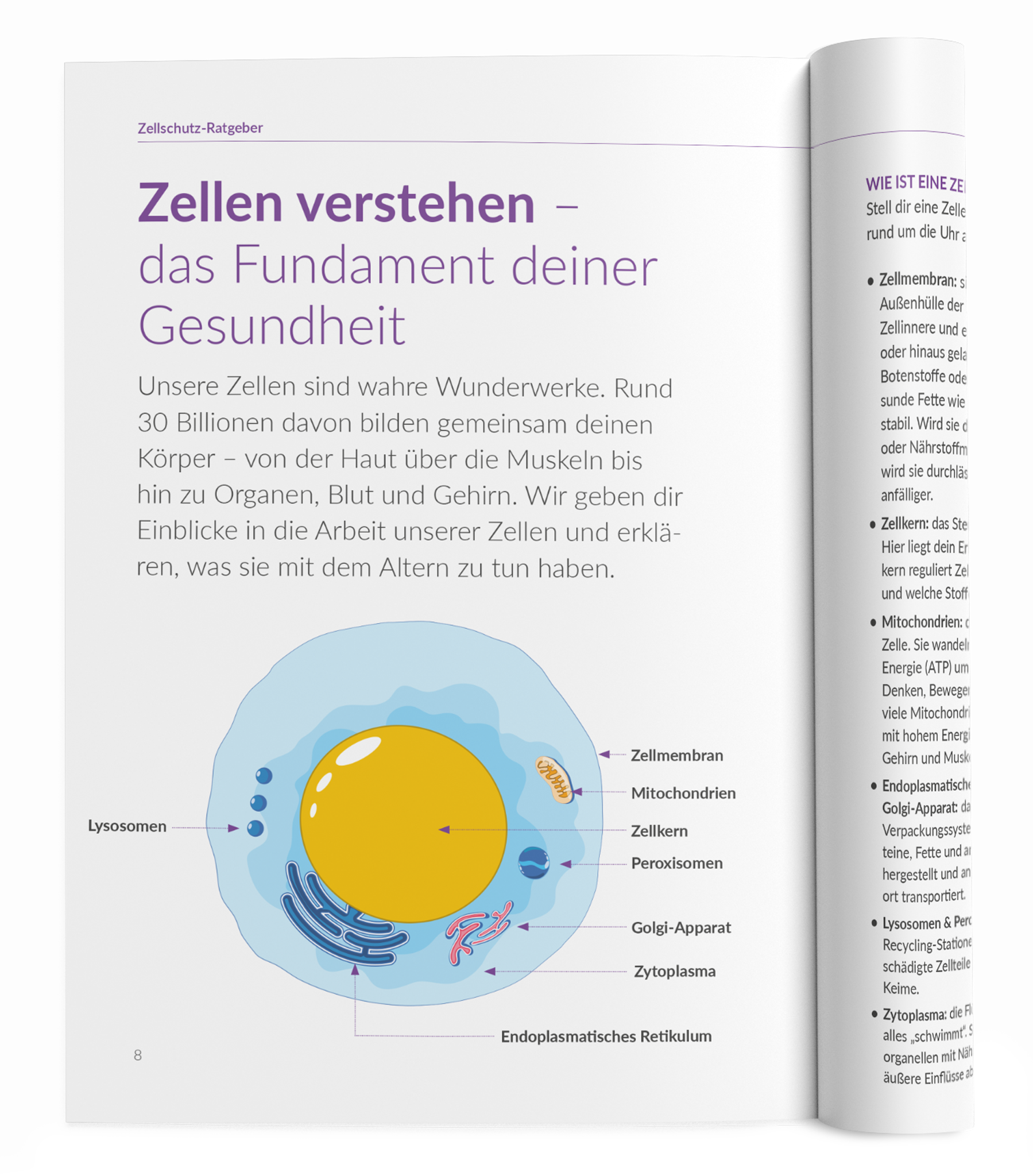 Zellschutz-Ratgeber - 1:OPC - VitaMoment Produkt